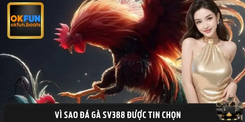 Nguyên nhân ai cũng thích chơi đá gà sv388
