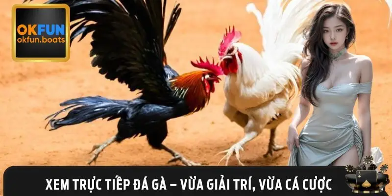 Trực tiếp đá gà - Tăng cơ hội thắng cược và trải nghiệm